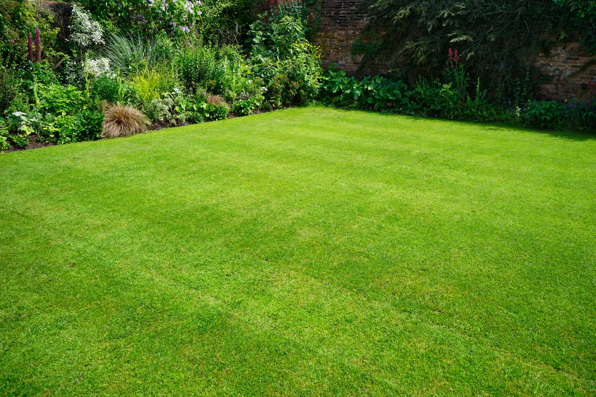 Beautiful maintained lawn in Nelson